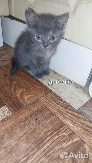 Котята