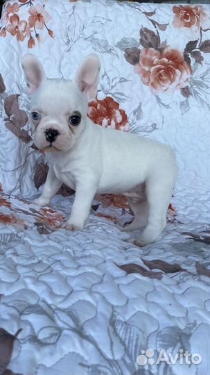 Щенки французского бульдога