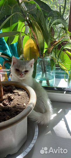 Снежок