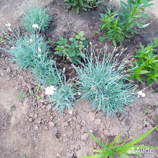 Гвоздики многолетние