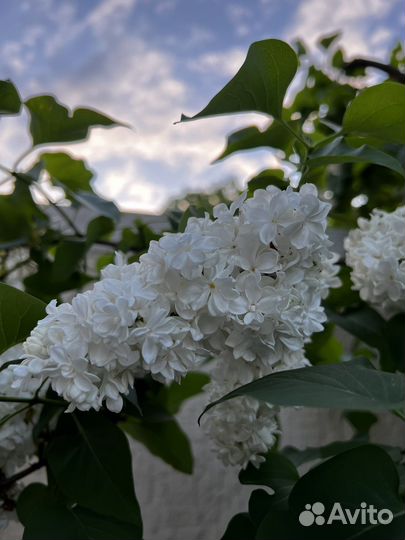 Сирень белая махровая