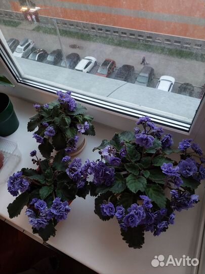 Фиалка цветущая