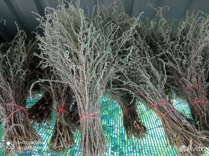 Полынь Крымская Таврическая лимонная