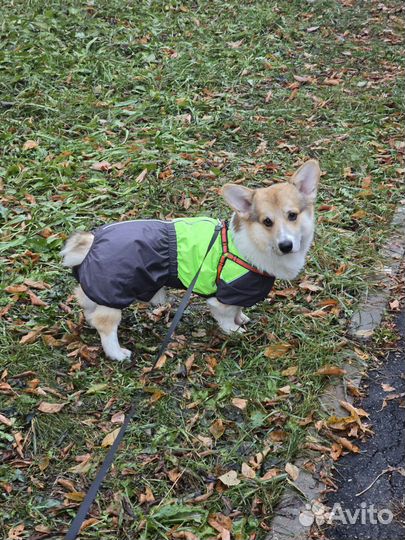 Комбинезон для собаки дождевик