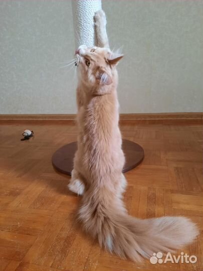 Породистый мейн-кун