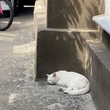 Гавана, взрослый кот
