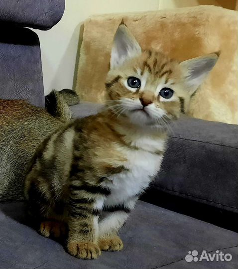 Котята Чаузи F2