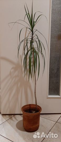 Комнатные растения/цветы. Драцена. Авокадо