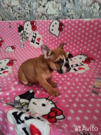 Щенки английского бульдога