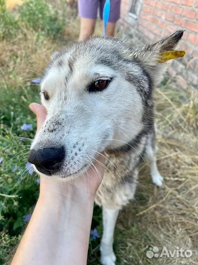 Щенки хаски