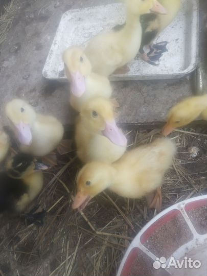 Утята бройлеры от 24.04.24