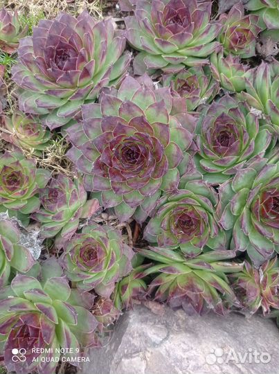 Молодило каменная роза