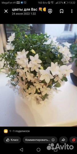 Комнатные цветы