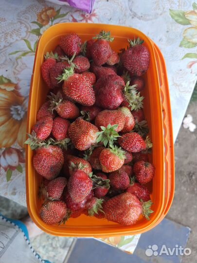 Саженцы ремонтантной клубники