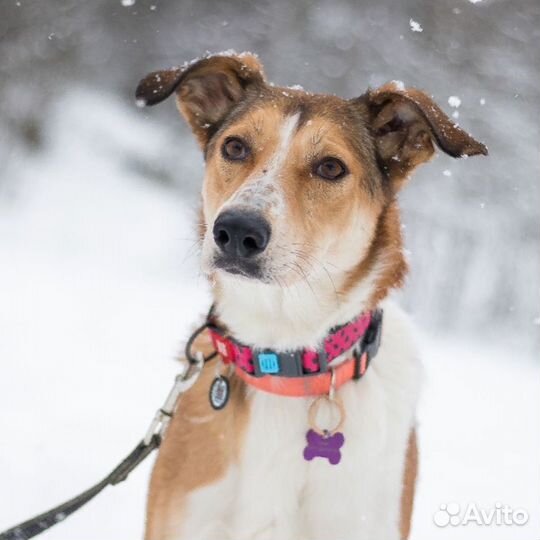 Собака девочка