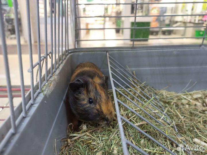 Морская свинка