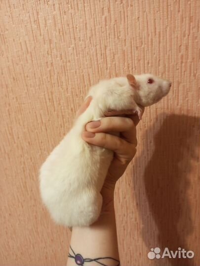 Крысы с клеткой