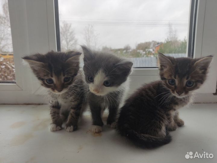 Котята в дар бесплатно