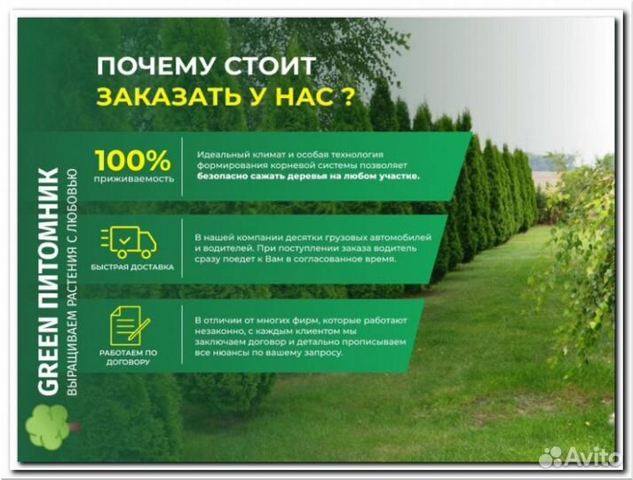 Туи в ассртименте:Смарагд,Брабант,Колумна