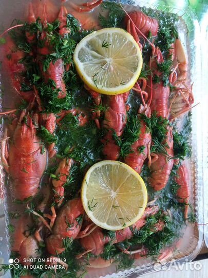 Живые и вареные раки