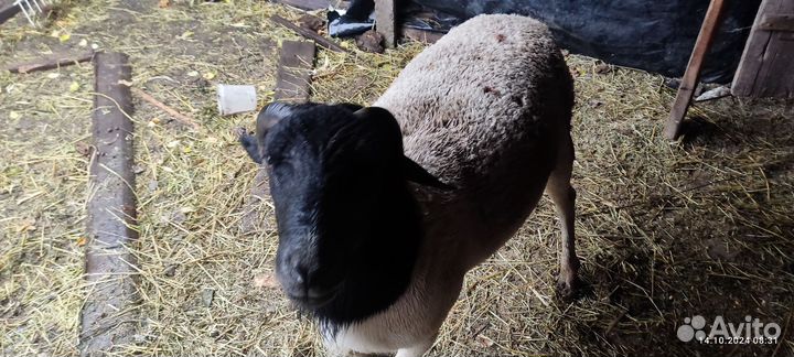 Дорпер Баран