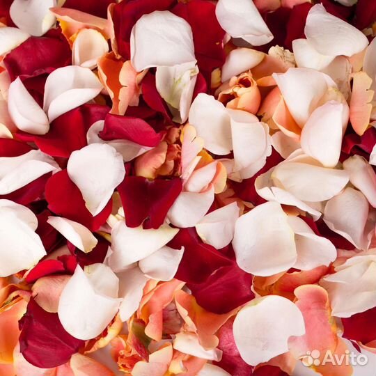 Лепестки роз