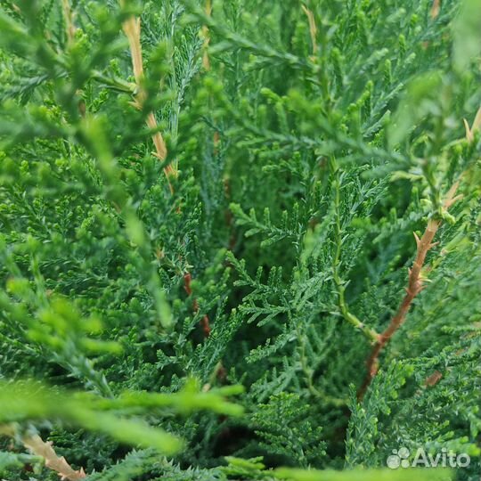 Туя восточная сеянцы