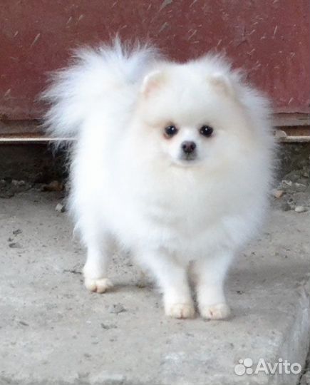 Мальчик померанец 15 мес