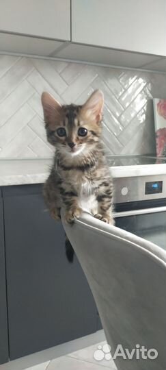 Кошка бенгальская