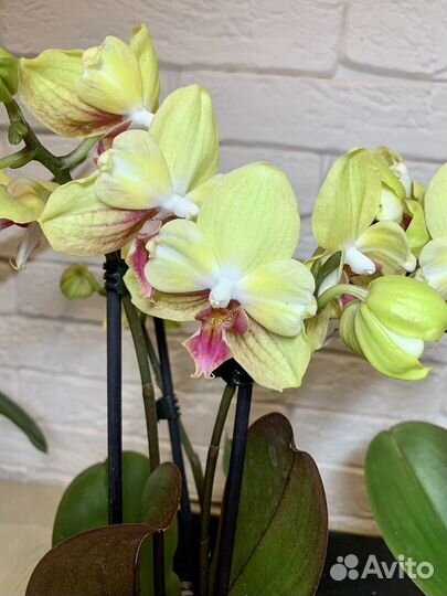 Орхидея бантик желтый