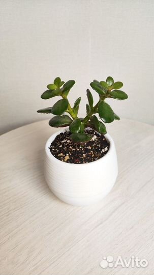 Денежное дерево - Толстянка