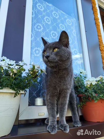 Русский голубой котик Тёма