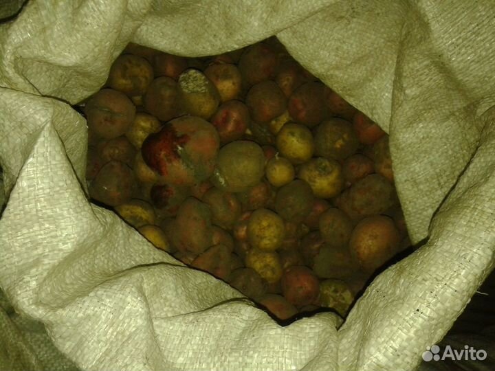 Картофель мелкий и семянной
