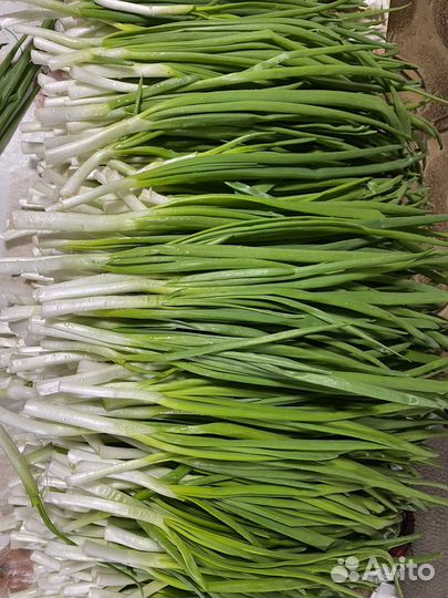 Лук Зелень