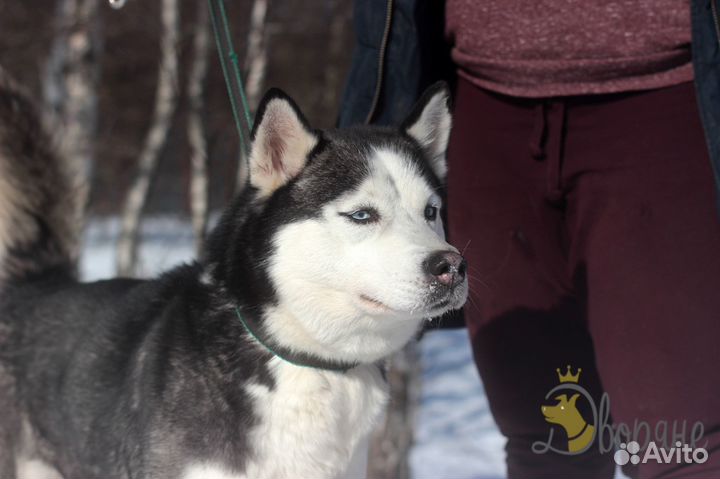 Красавица Хаски Света в добрые руки
