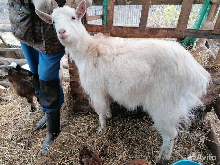 Козы и козел