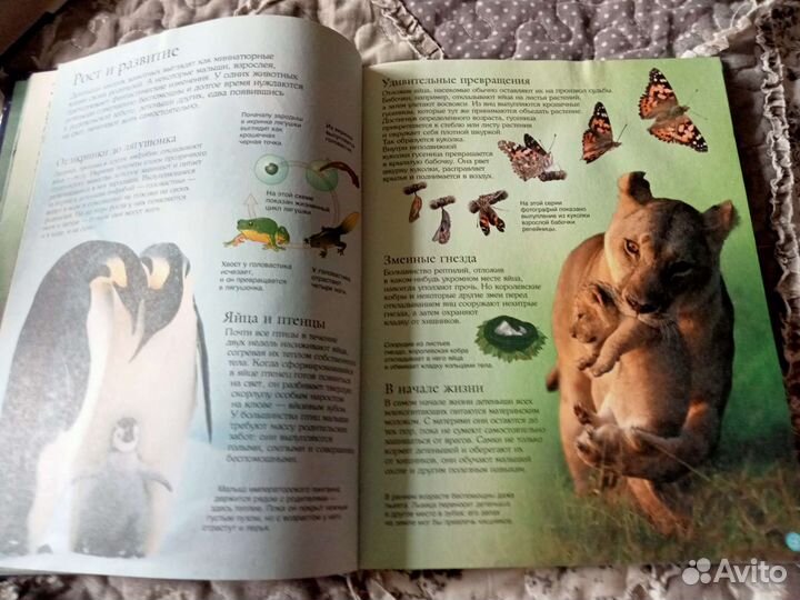 Мир животных энциклопедия