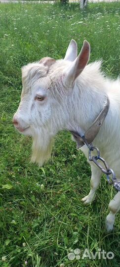 Козел на вязку