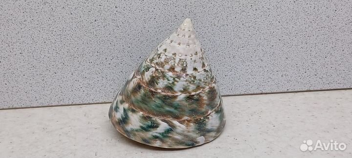 Трохус Пирамис 6,5*6 морская ракушка раковина