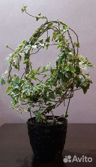 Хлорофитум, плющ канарский