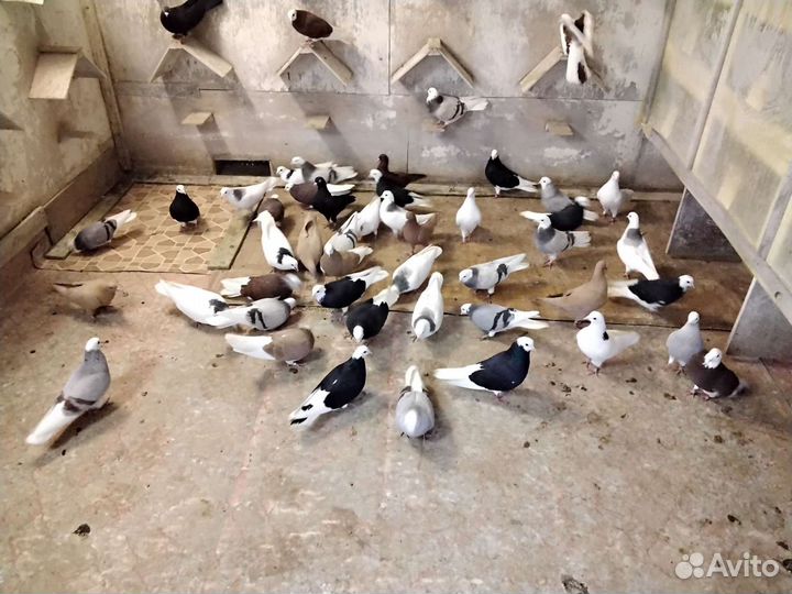 Пермские голуби