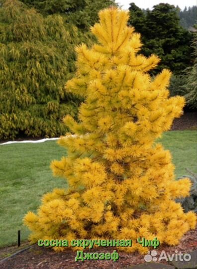 Сосна горная, веймутова, многоцветная