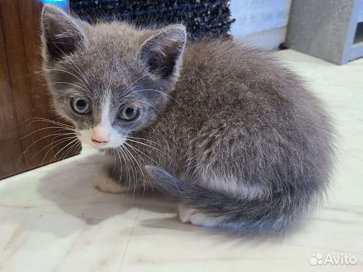 Котенок малыш в добрые руки