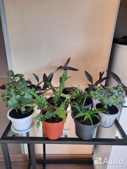 Комнатные цветы