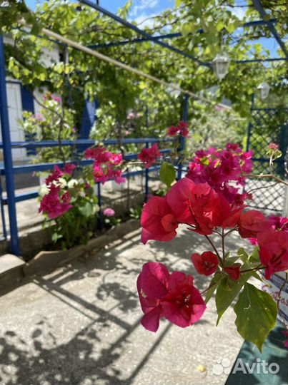 Бугенвилия