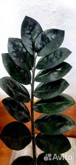 Замиокулькас черный равен