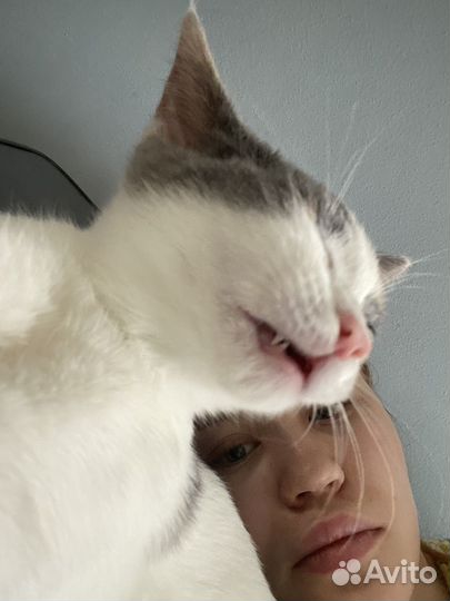 Котенок в добрые руки