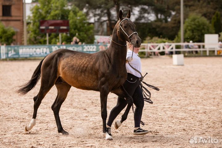 Ахалтекинские лошади