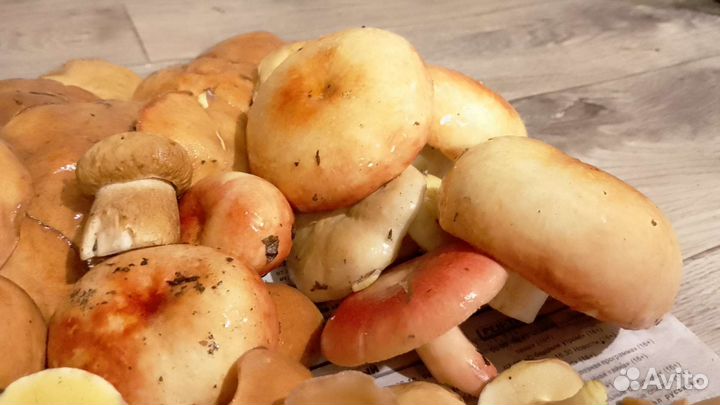 Грибы маслята