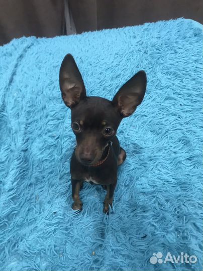 Мини той-терьер вязка